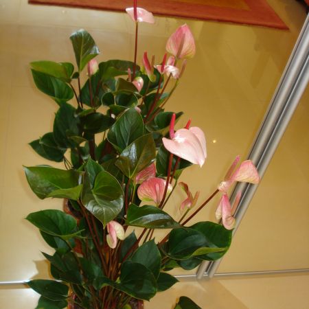 Anthurium roz